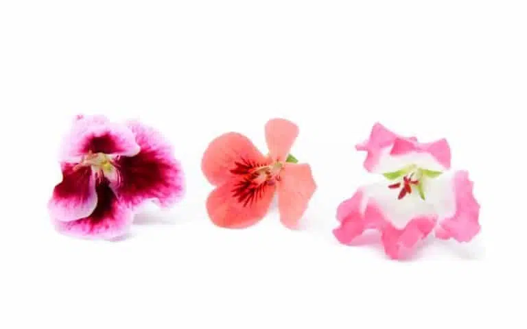 Blomma Pelargon 20st Mimis