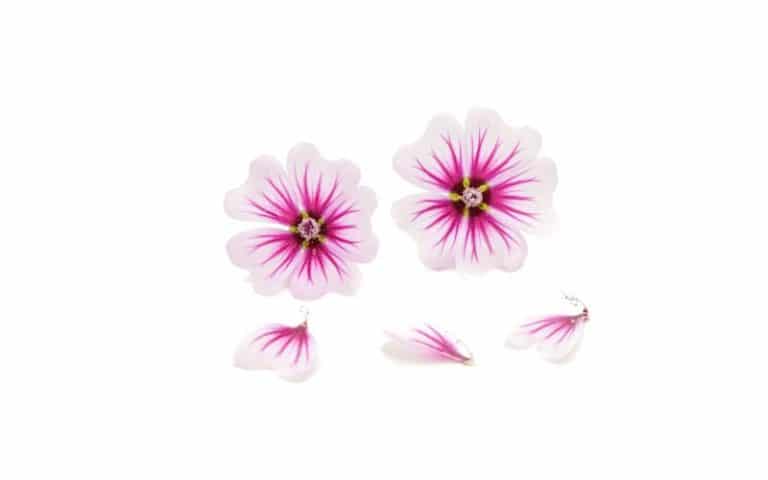 Blomma Malva 10st Mimis