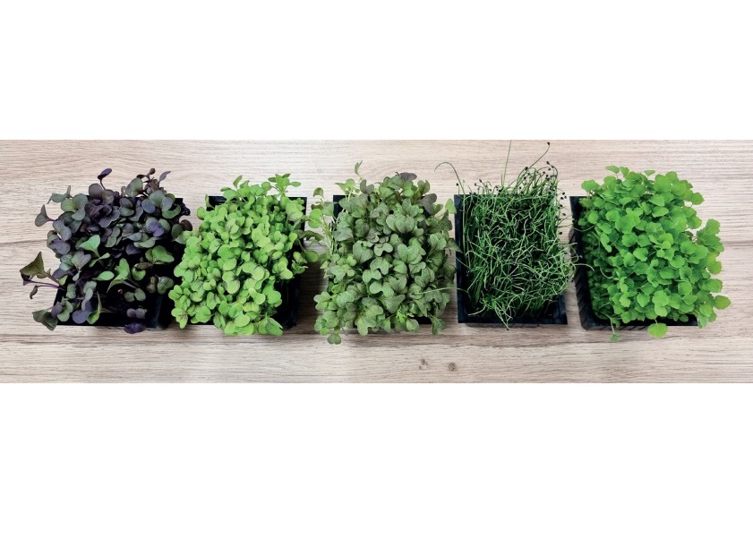 Krassemix i Box Mimis