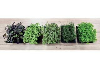 Krassemix i Box Mimis