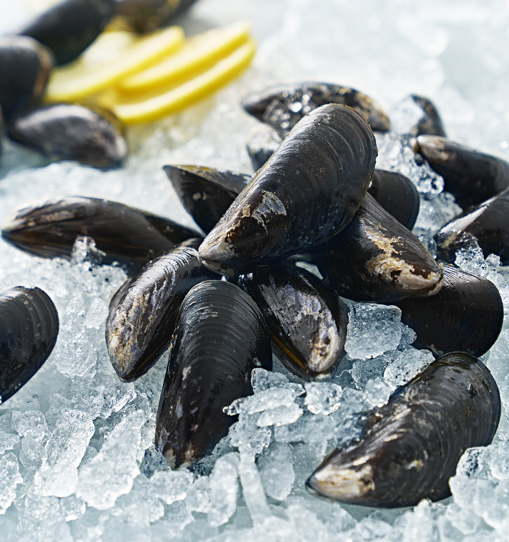 Blåmusslor