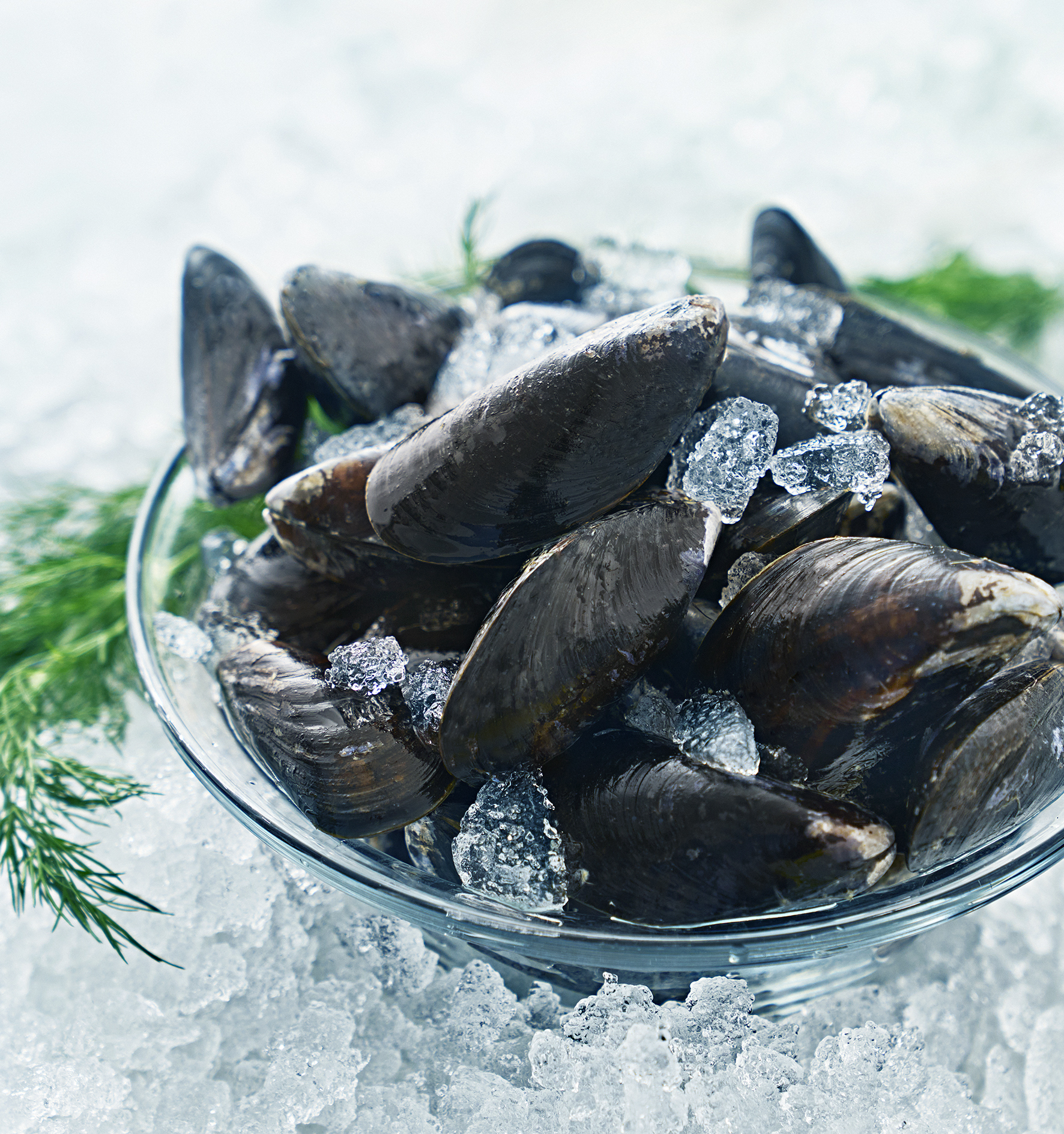Blåmusslor MSC
