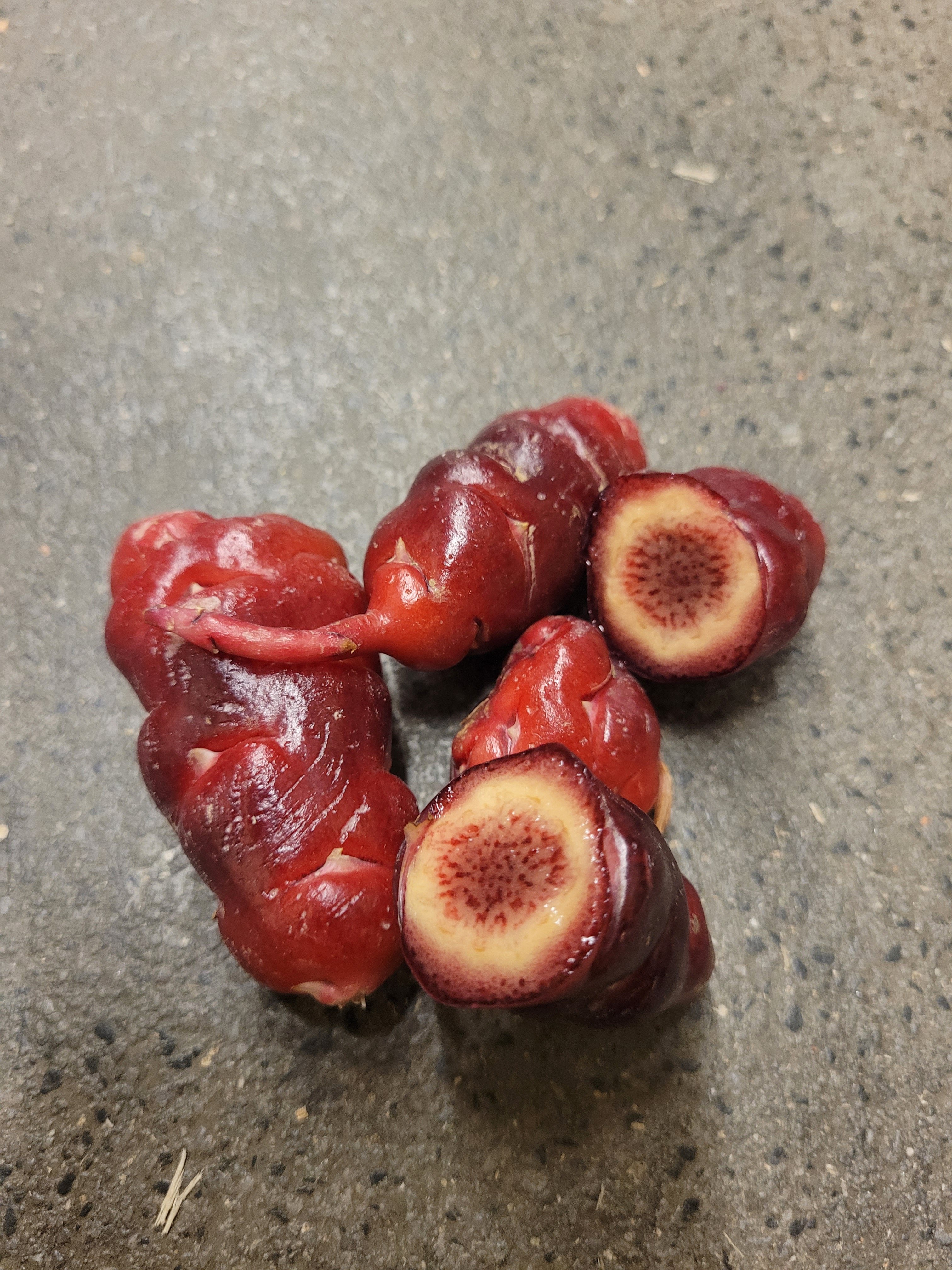 Oca du Pérou