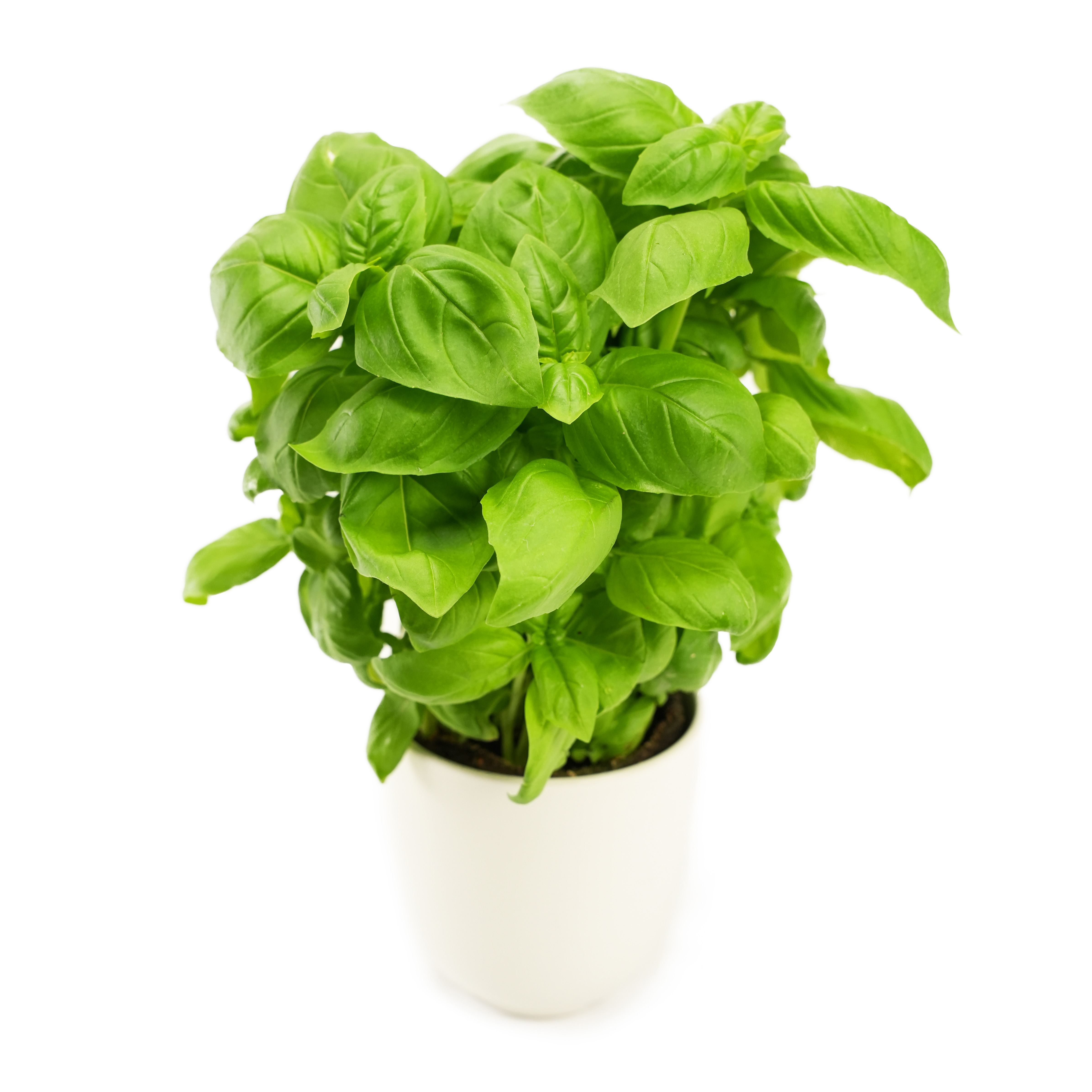 Basilika i Kruka Legro