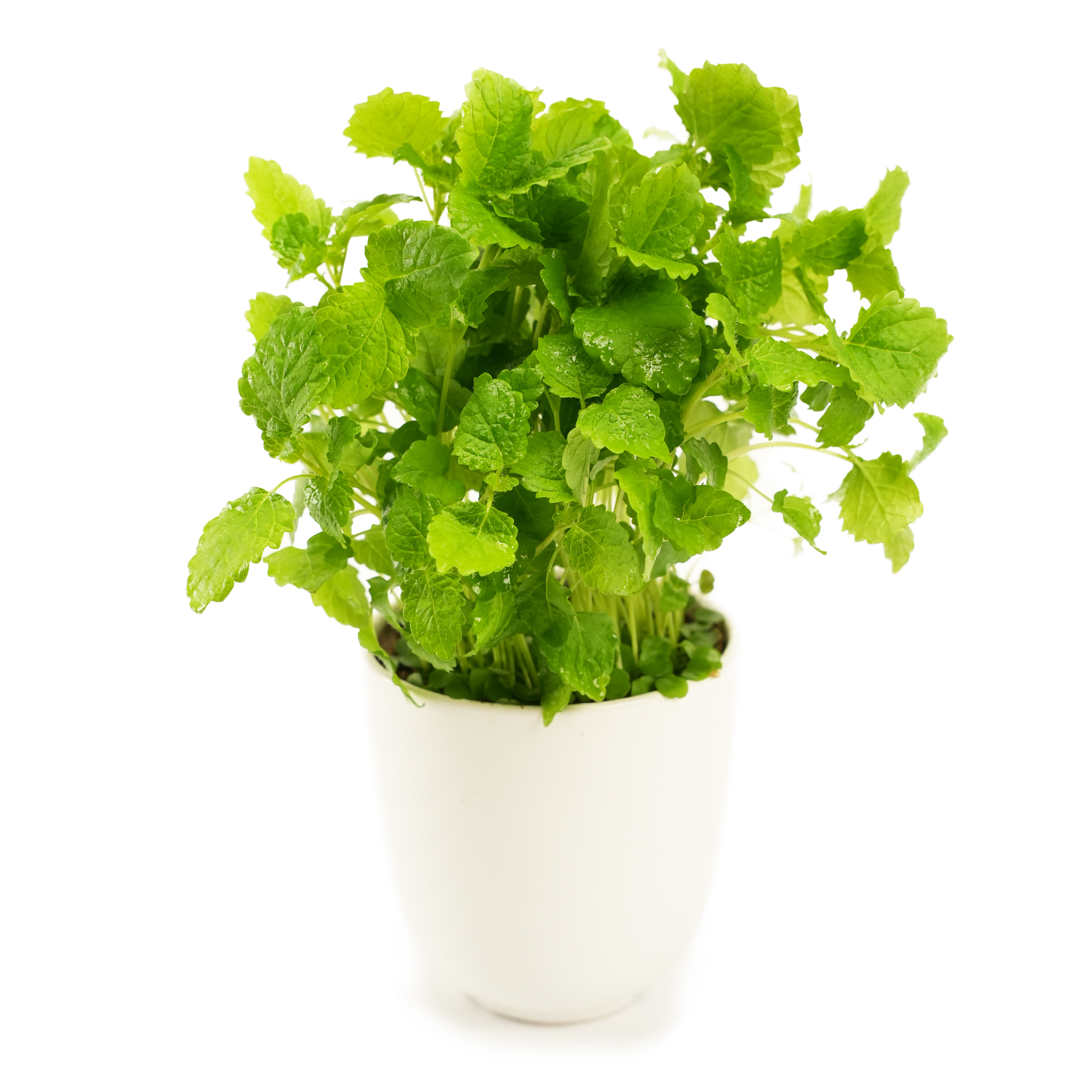 Citronmeliss i Kruka