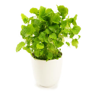 Citronmeliss i Kruka