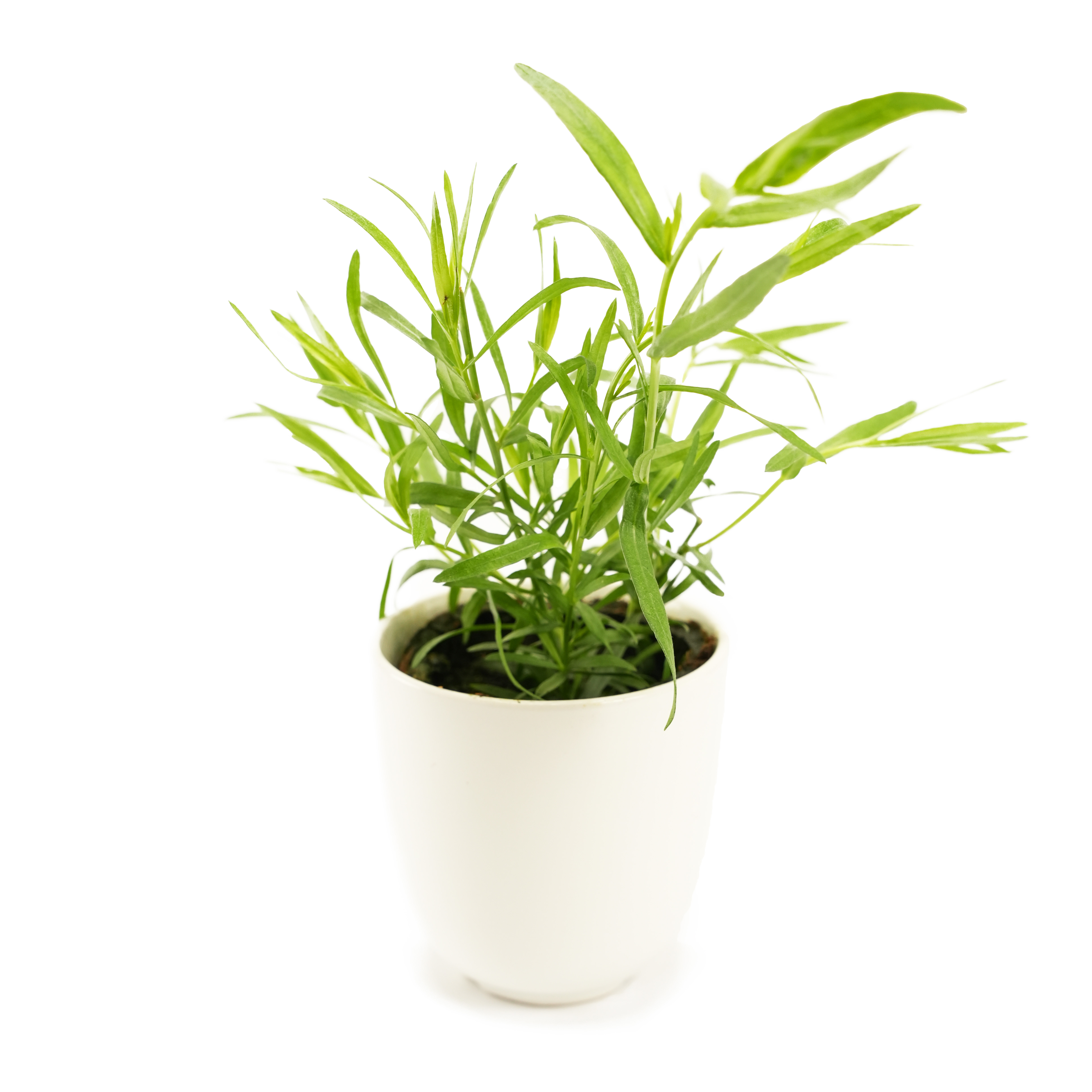 Dragon i Ask EKO KRAV