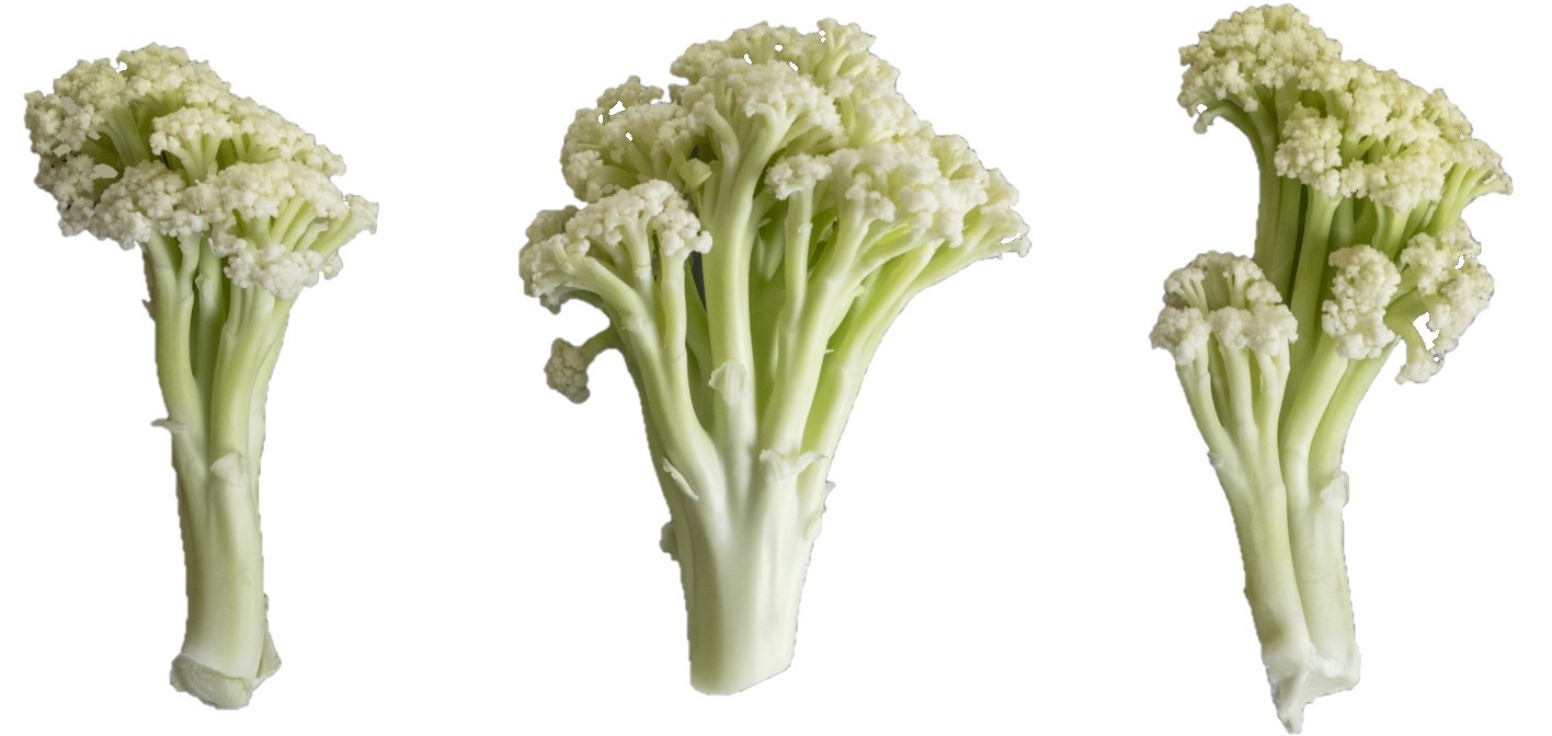 Blomkål Fiorina Sverige