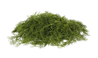 Dill