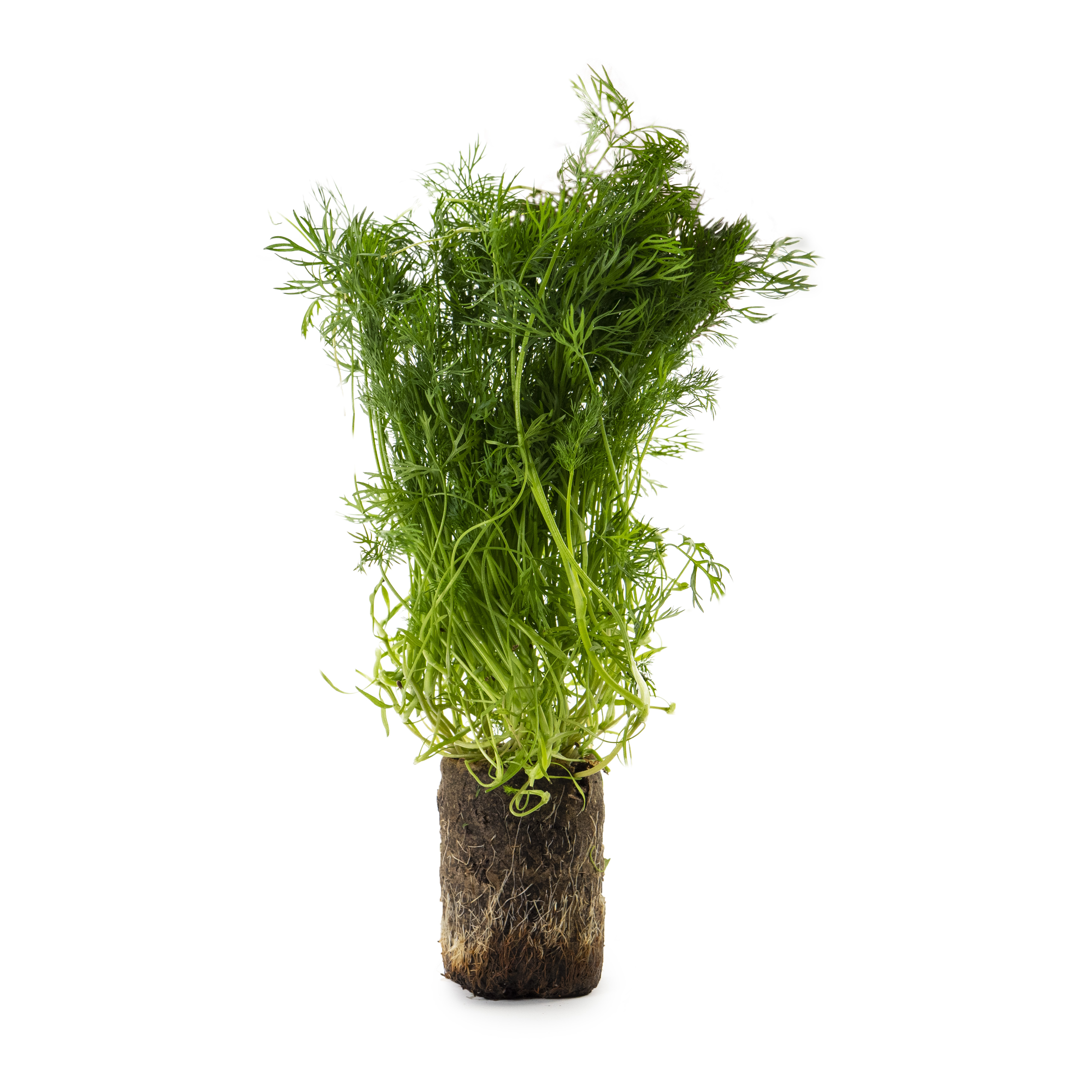 Dill i Kruka EKO KRAV Sverige