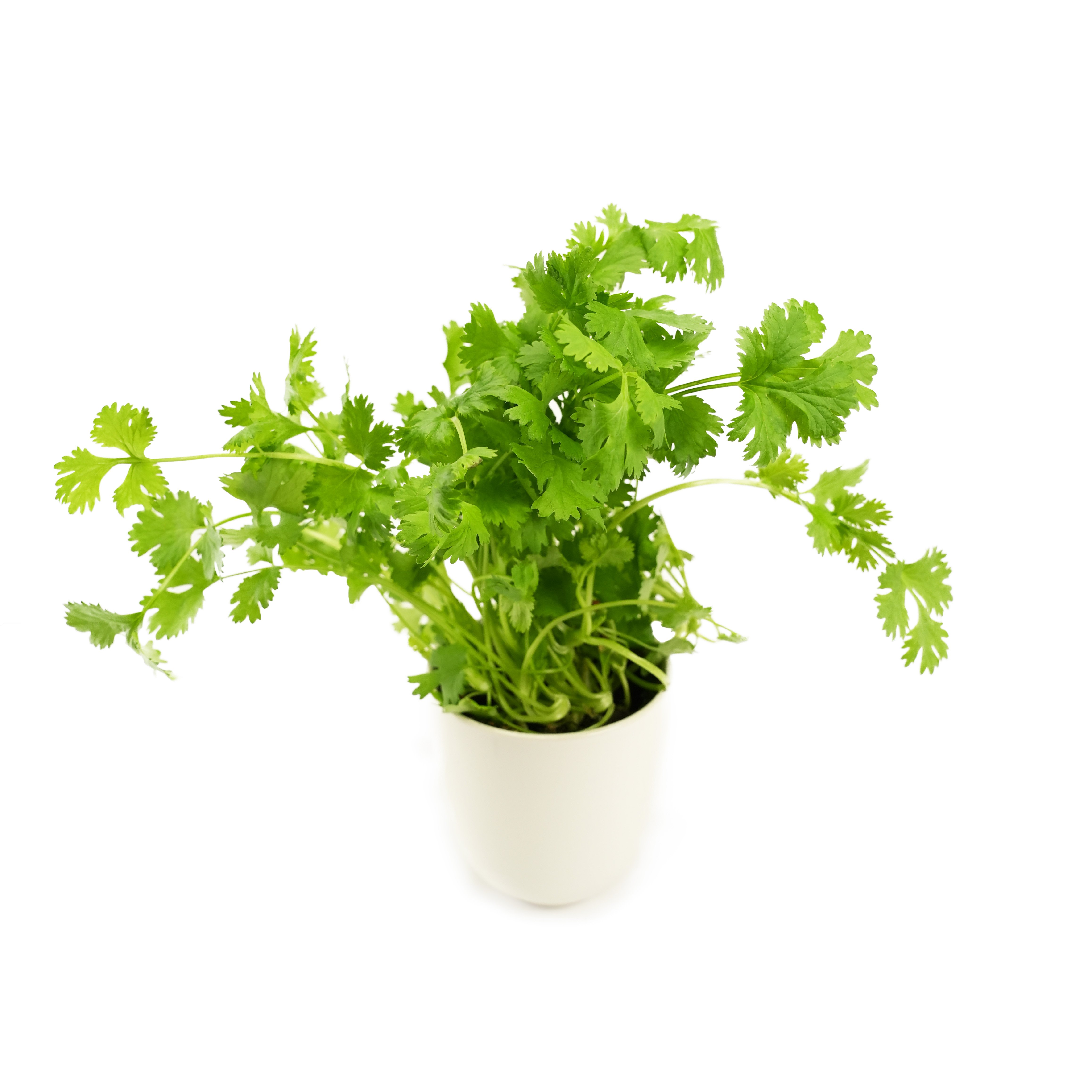 Koriander i Kruka EKO