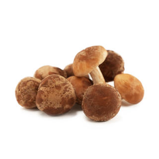Svamp Shiitake Mini