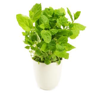 Mynta i Kruka EKO KRAV