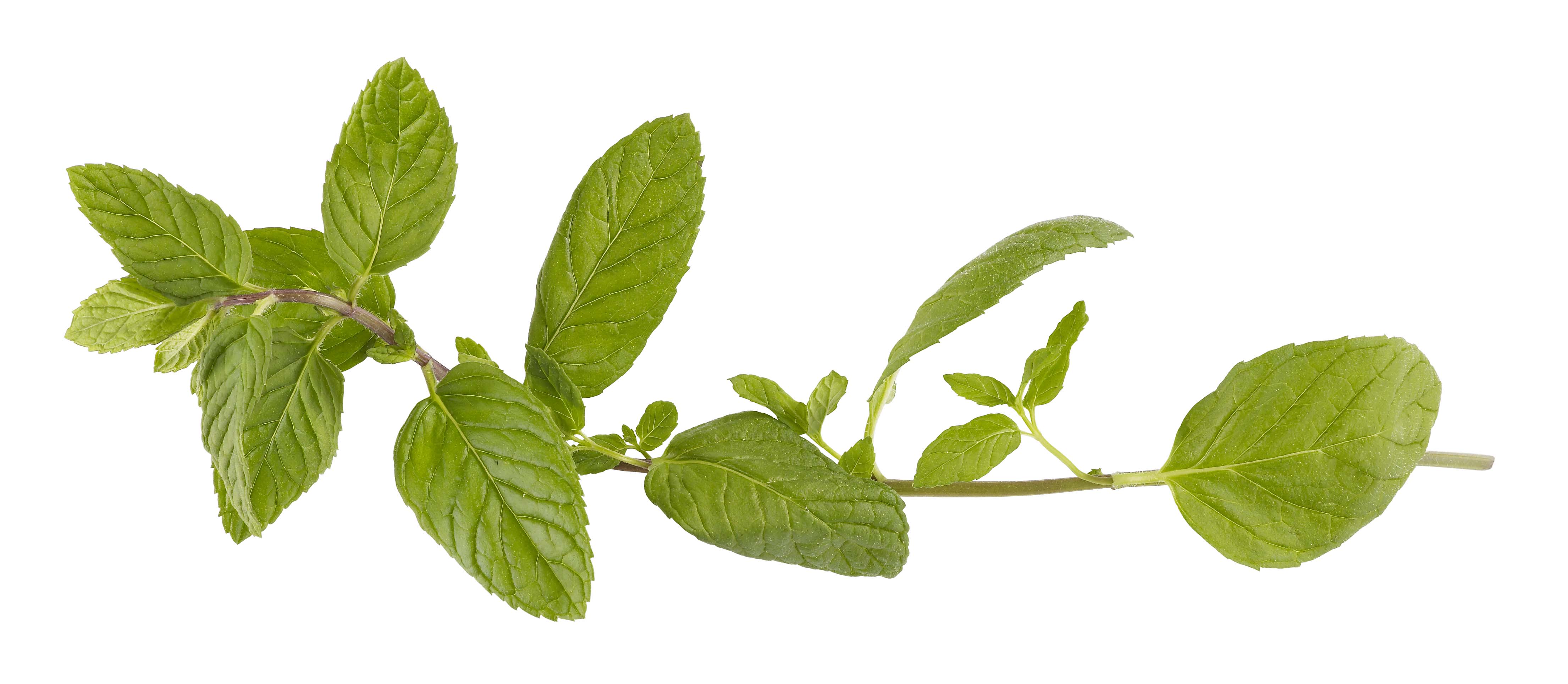 Mynta Jordgubb Sverige