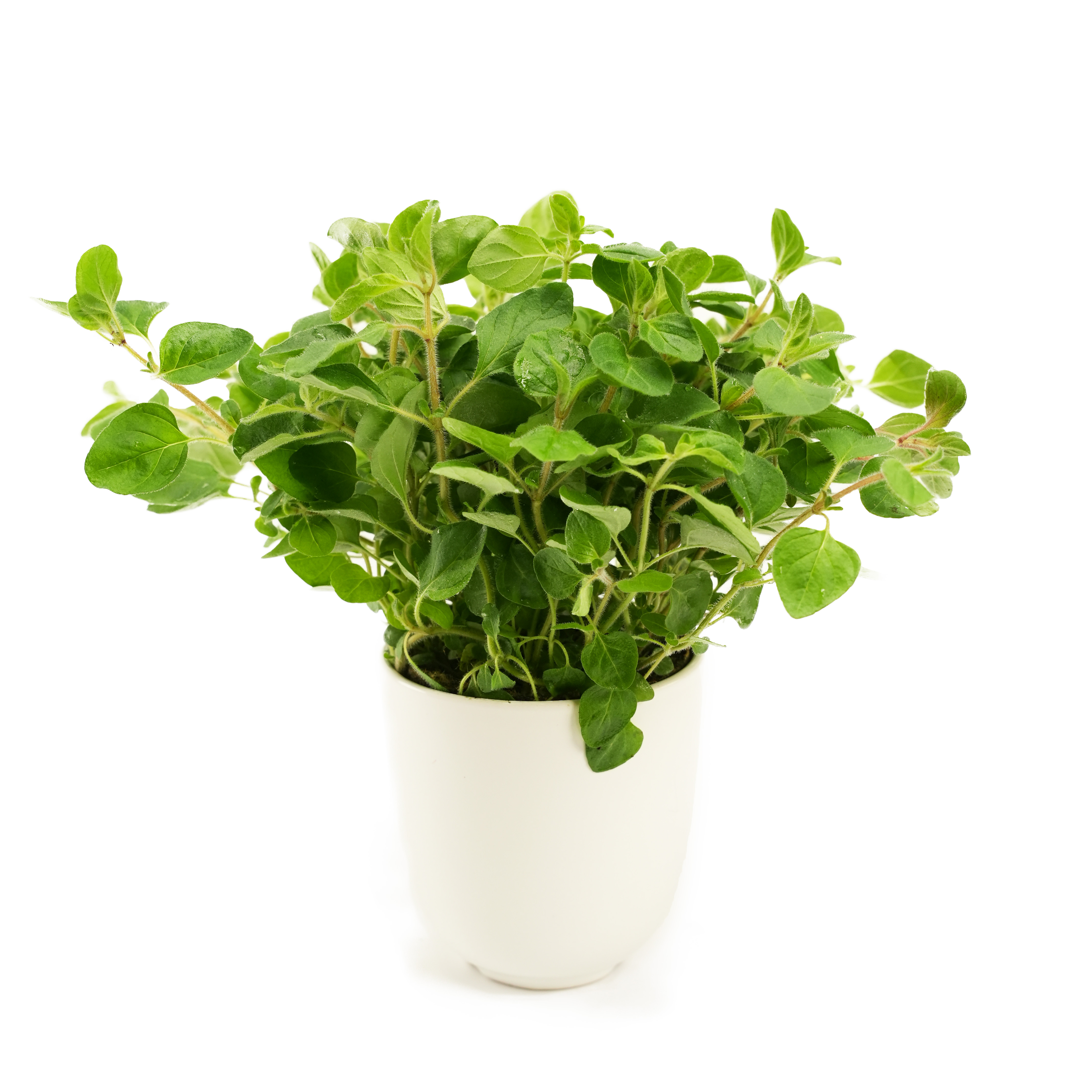 Oregano i Kruka EKO KRAV