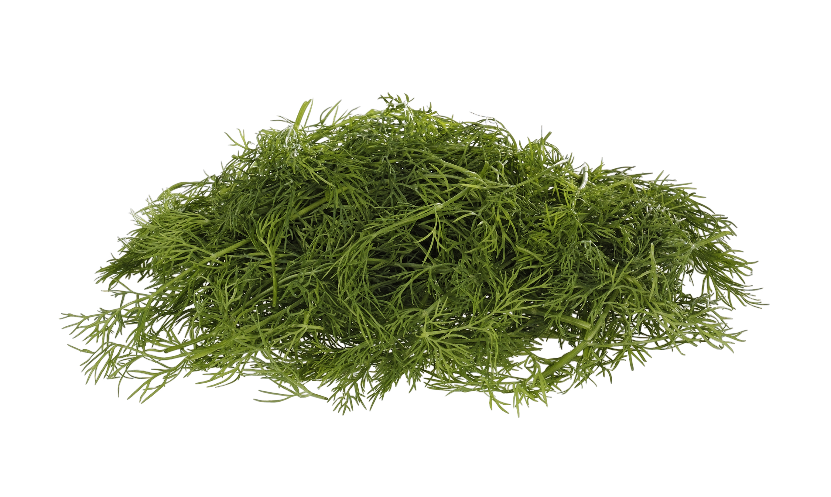Dill