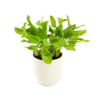 Salvia i Kruka EKO