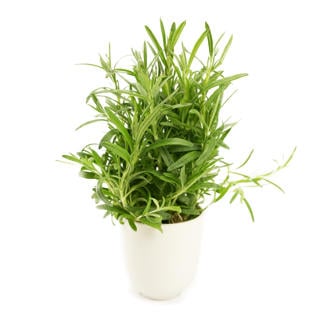 Rosmarin i Kruka EKO