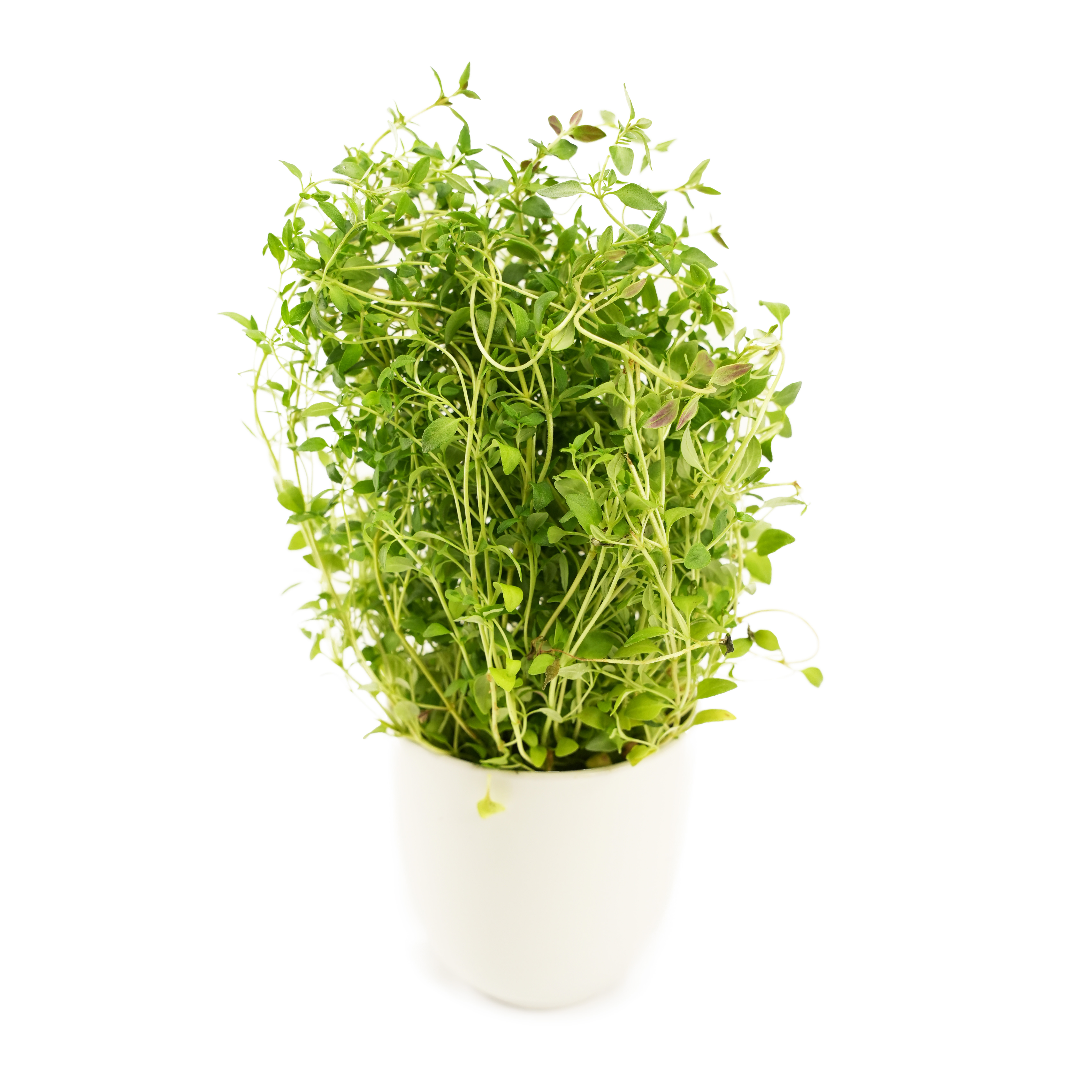 Citrontimjan i Kruka
