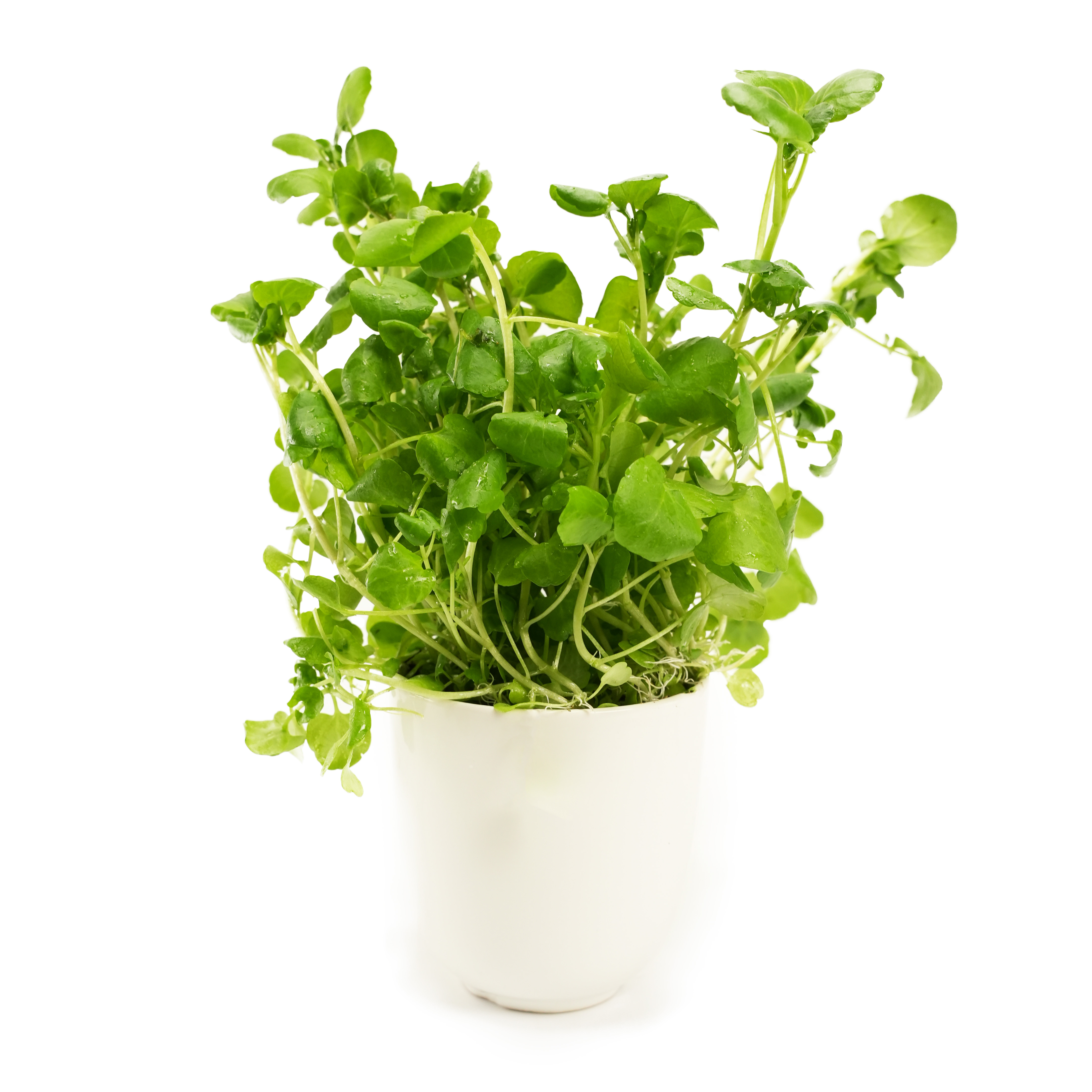 Vattenkrasse i Kruka