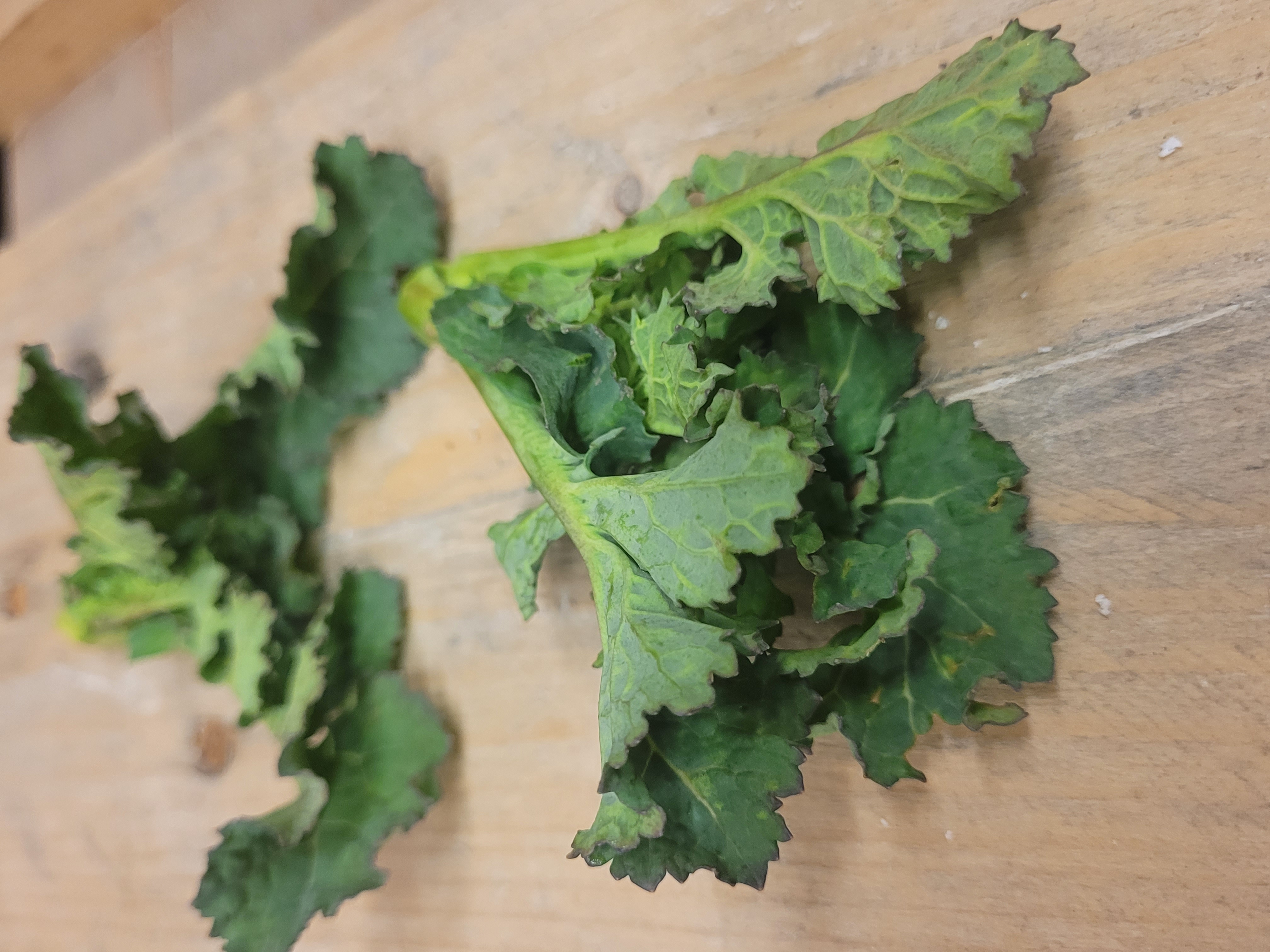 Rapsskott i Ask EKO KRAV Sverige