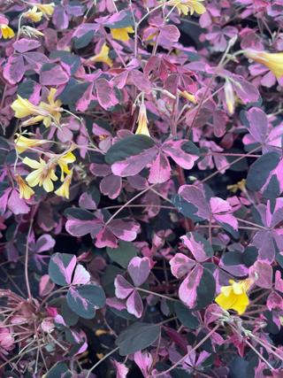 Oxalis Lila Spräcklig i Ask