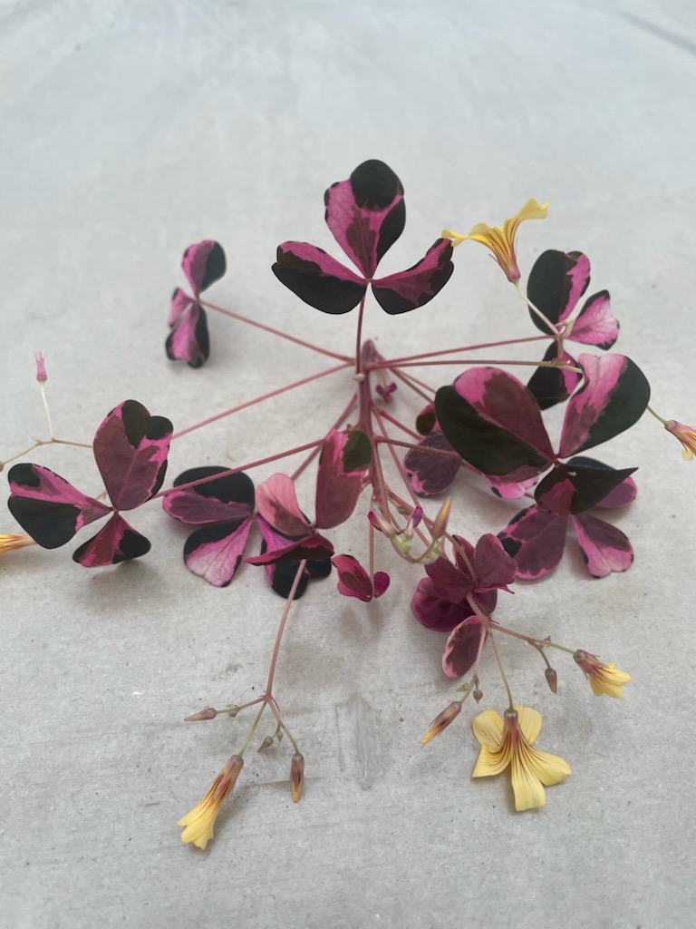 Oxalis Lila Spräcklig I Ask