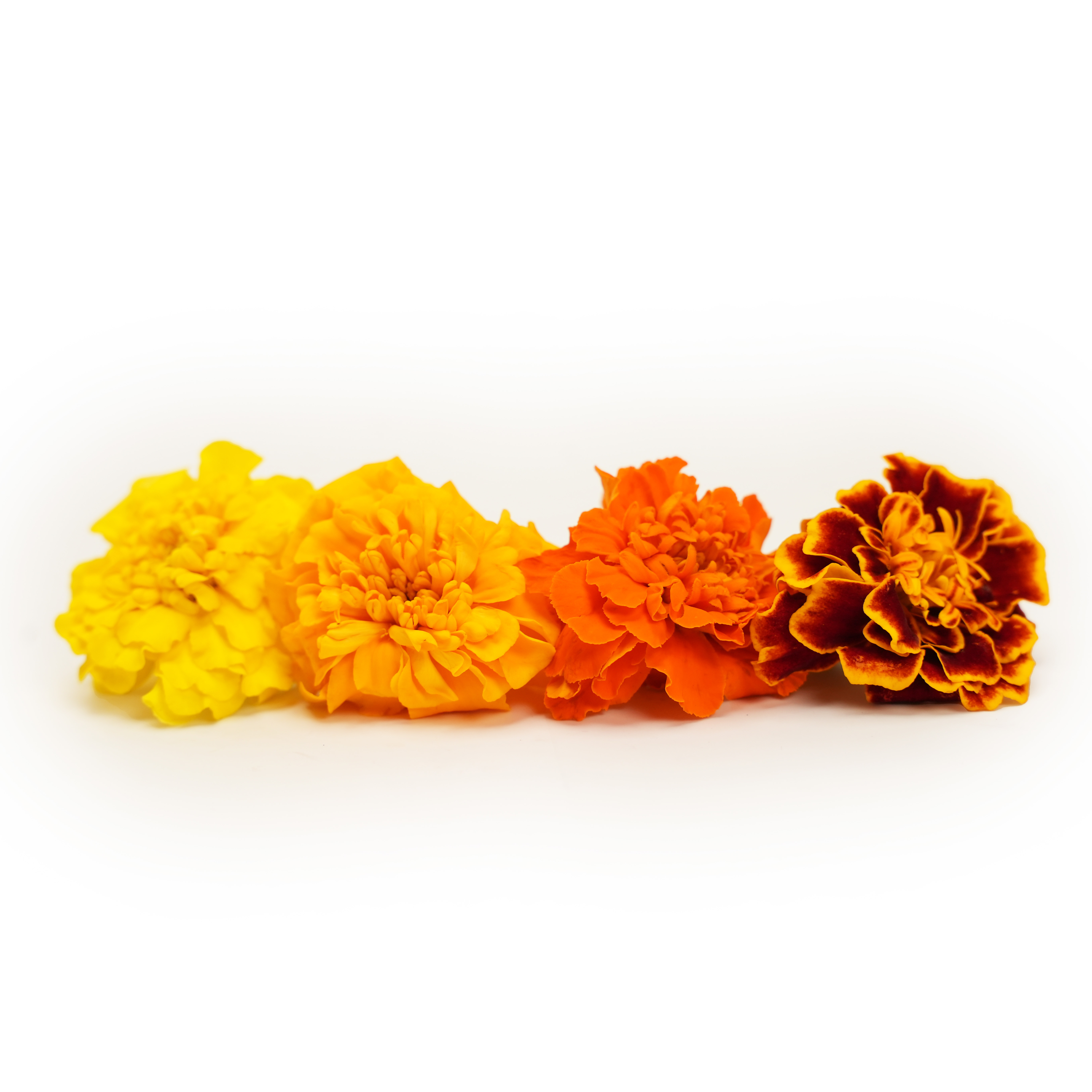 Blomma Tagetes Mini