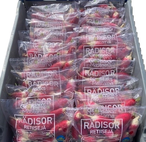 Rädisa Vitspetsig i Påse Sverige