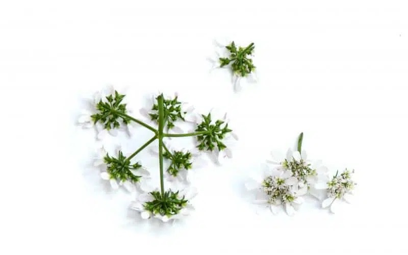 Blomma Koriander Mimis