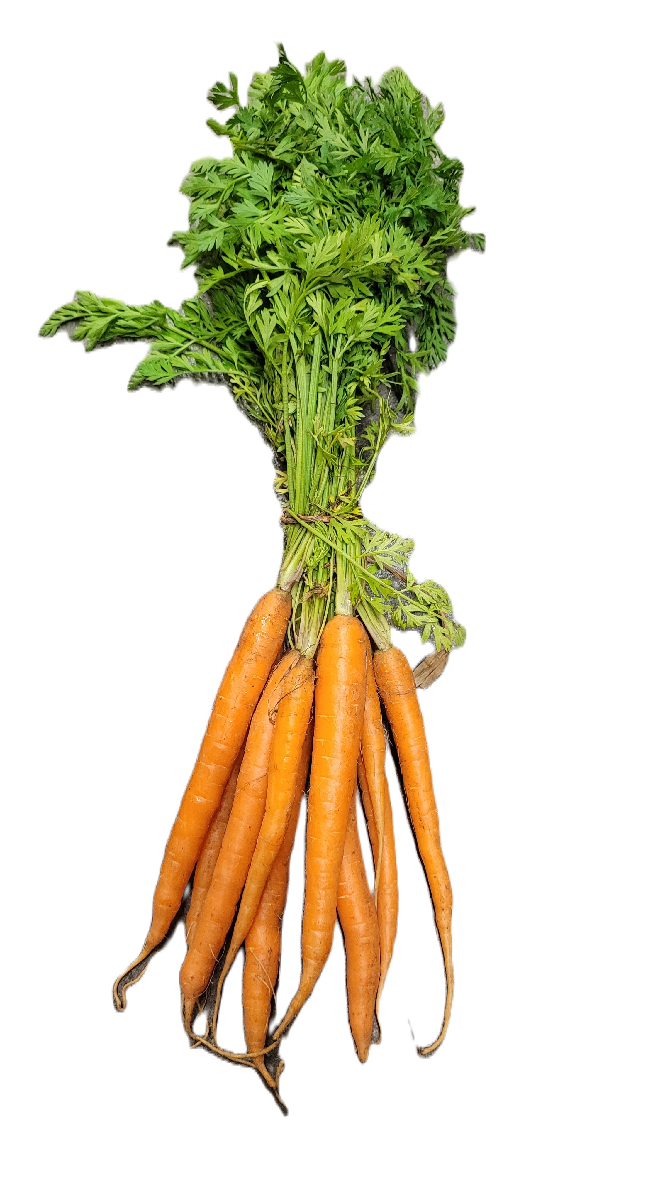 Minimorot i Knippe Klass 1