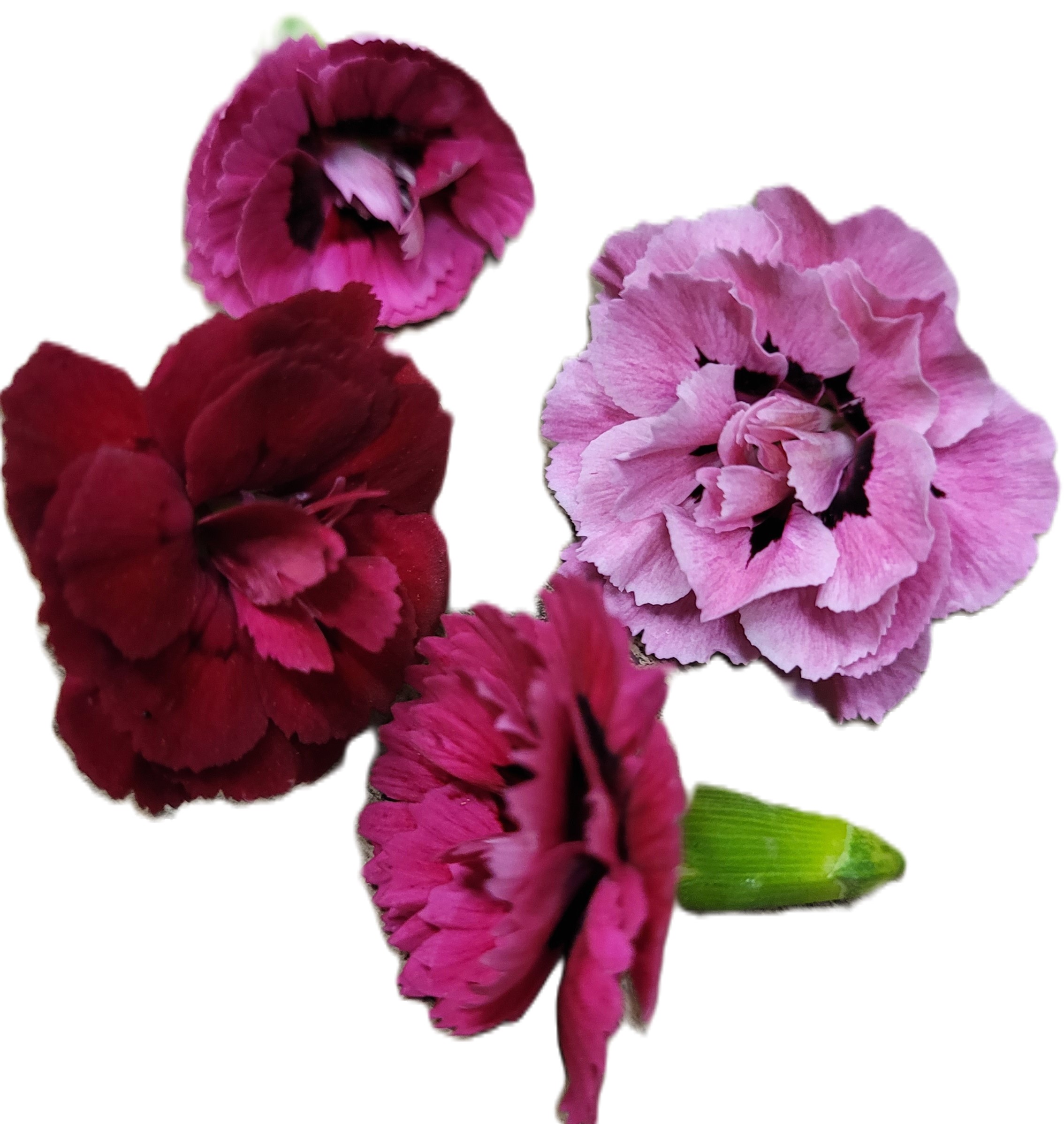 Blomma Nejlika Ätlig