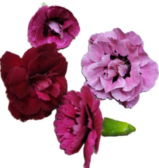 Blomma Nejlika Ätlig