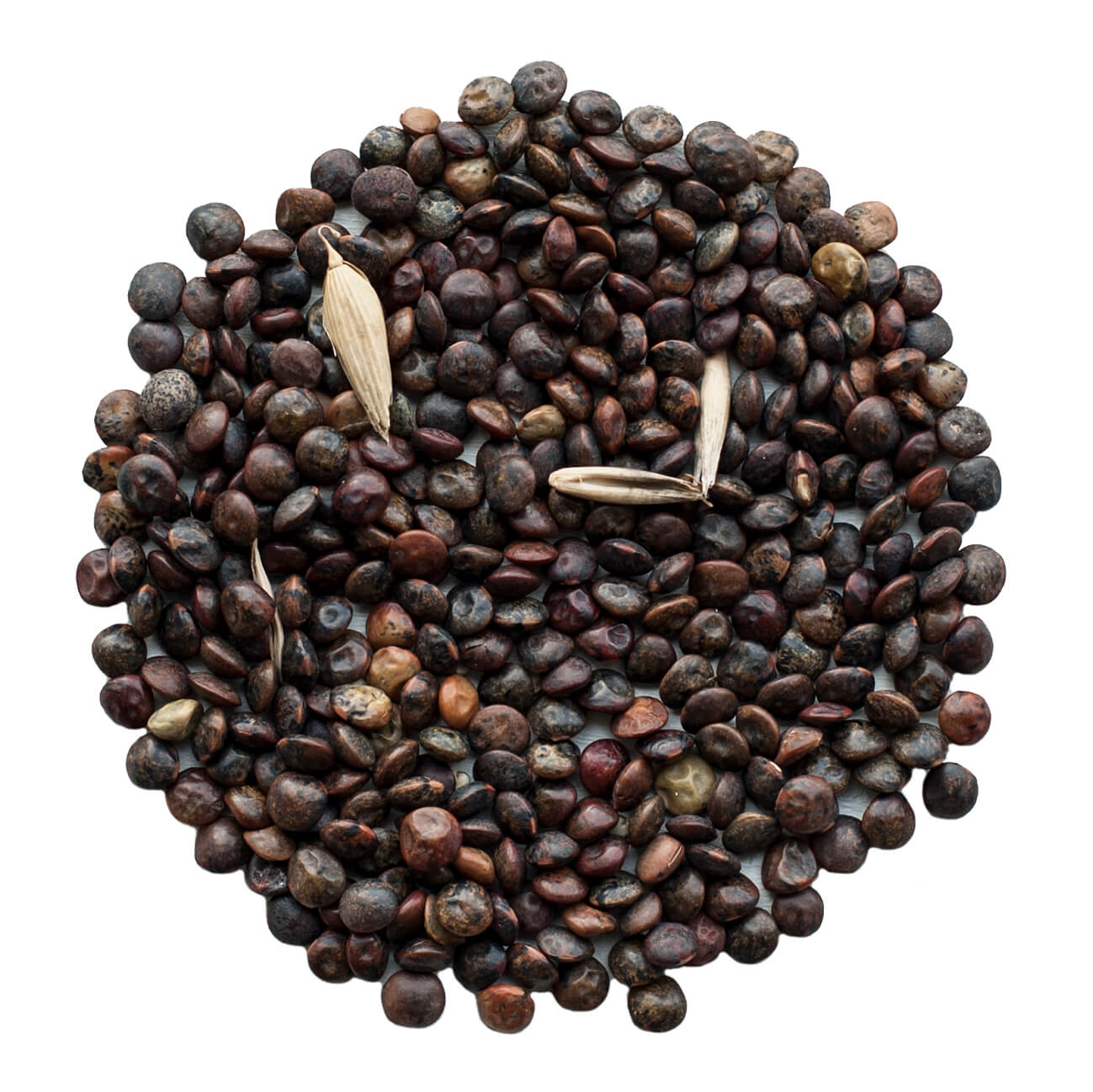 Gröna linser Anicia KRAV