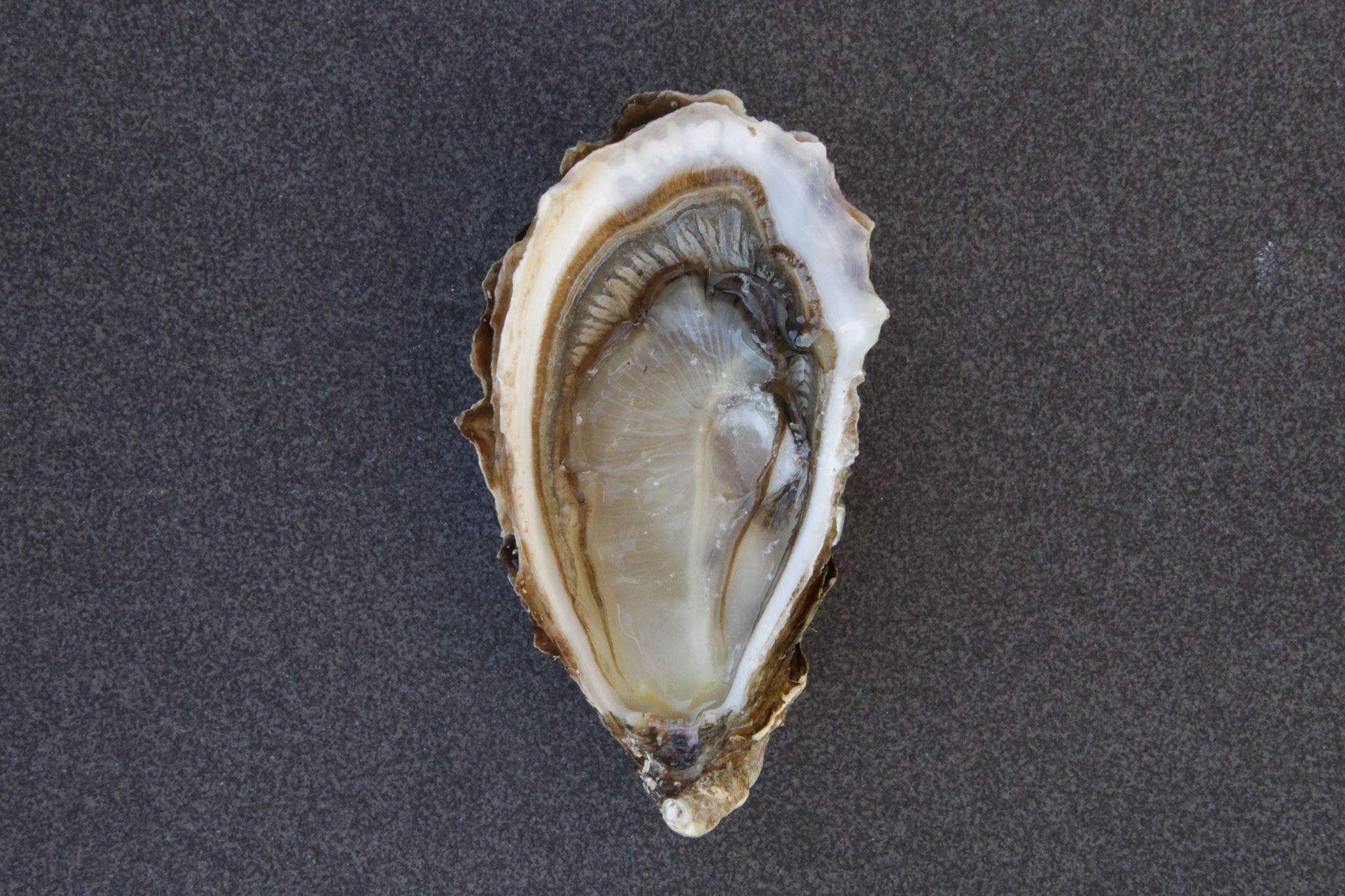 Ostron Marennes Storlek 3 (66-85g) Frankrike