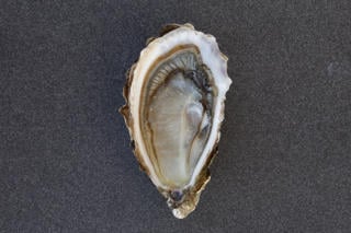 Ostron Marennes Storlek 3 (66-85g) Frankrike