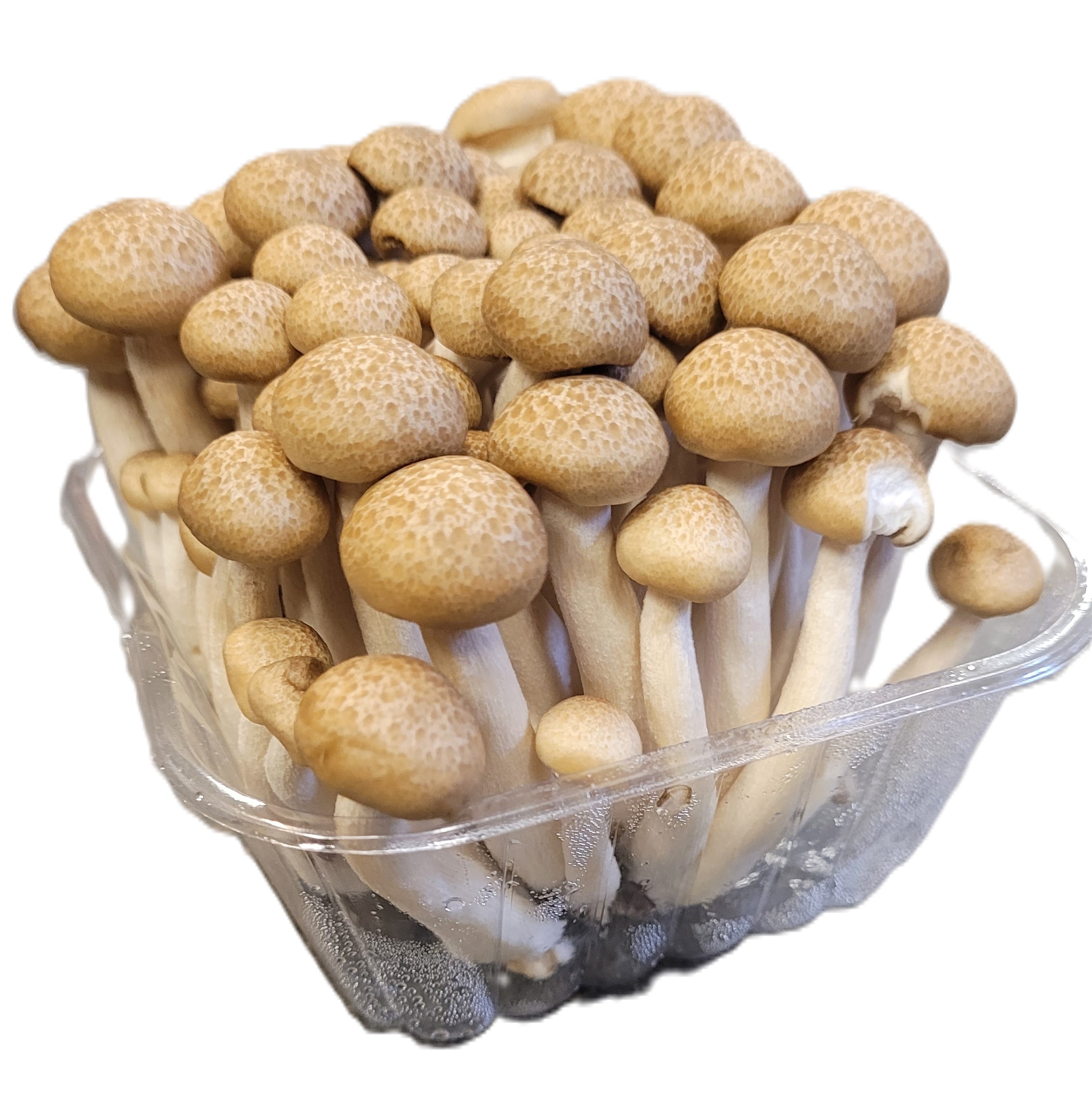 Svamp Shimeji Brun i Ask