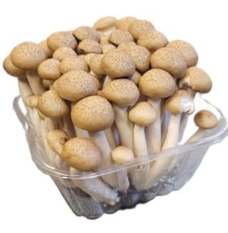 Svamp Shimeji Brun i Ask