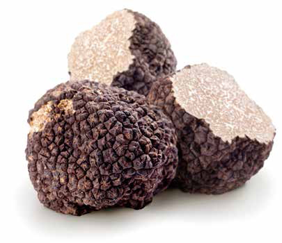 Tryffelsvamp Perigod