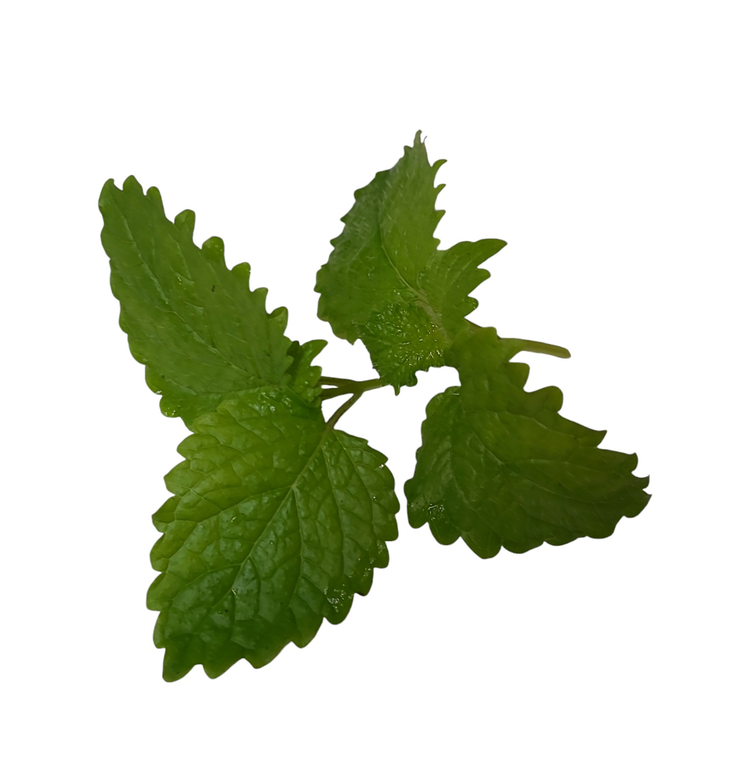 Citronmeliss i Ask EKO KRAV
