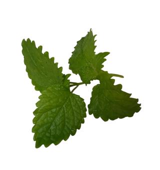 Citronmeliss i Ask EKO KRAV