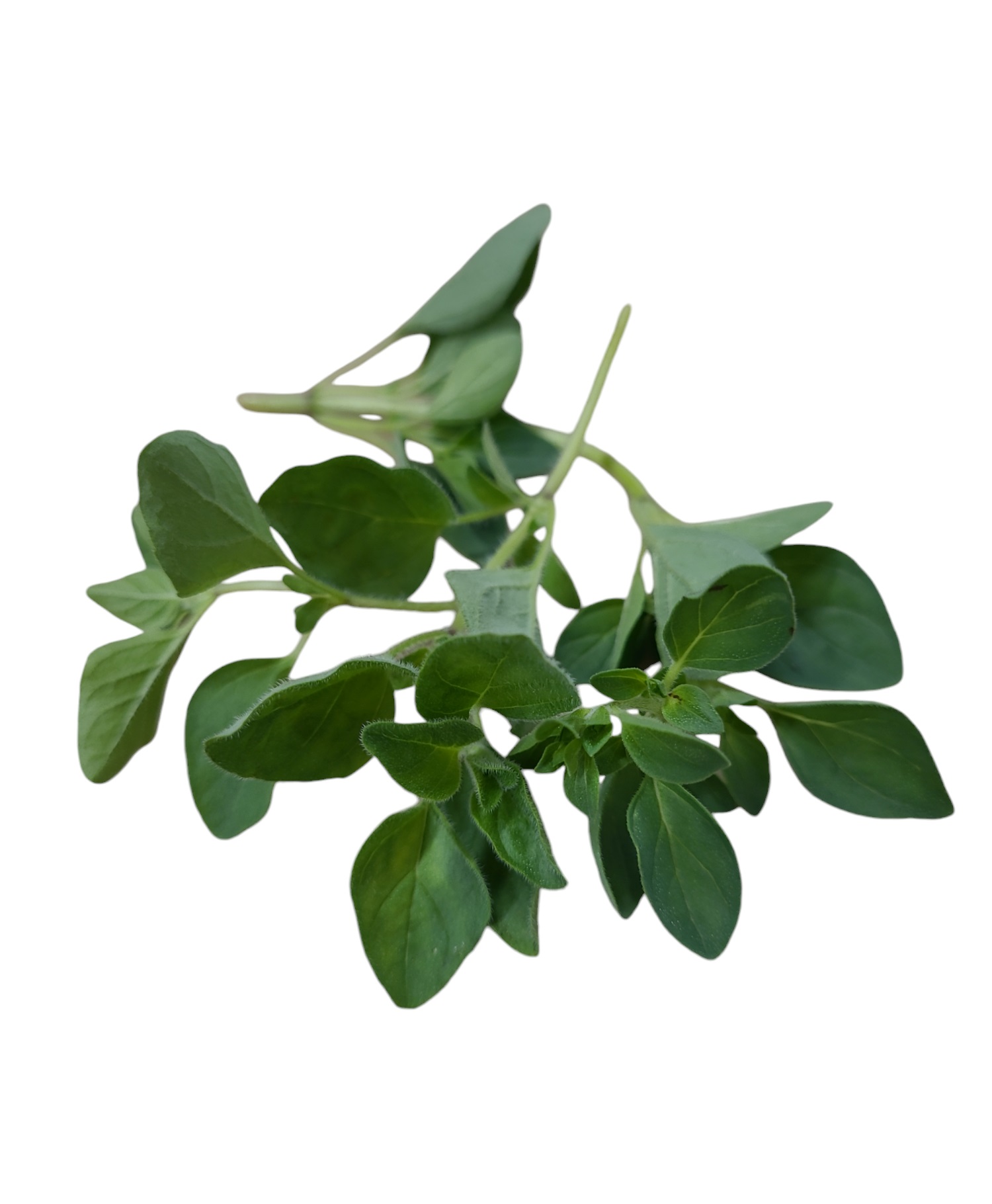 Oregano i Ask EKO KRAV
