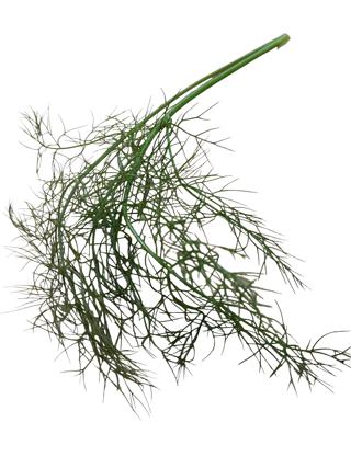 Fänkålsdill Brons i Ask