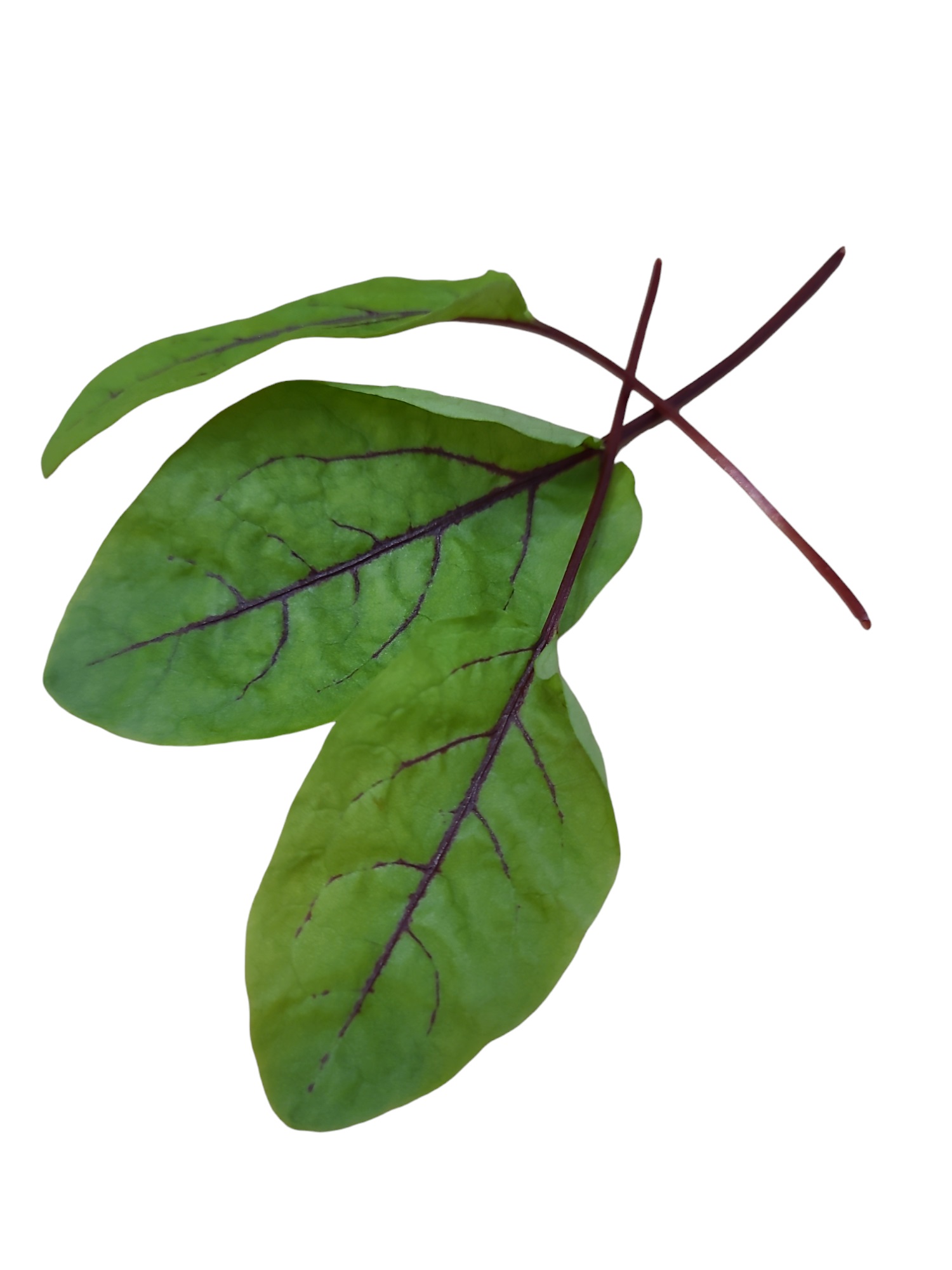 Röd Ängsyra i Ask EKO KRAV