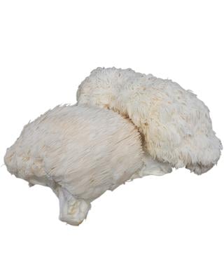 Svamp Pompom