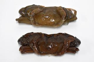 Soft Shell Crab Rå Hel