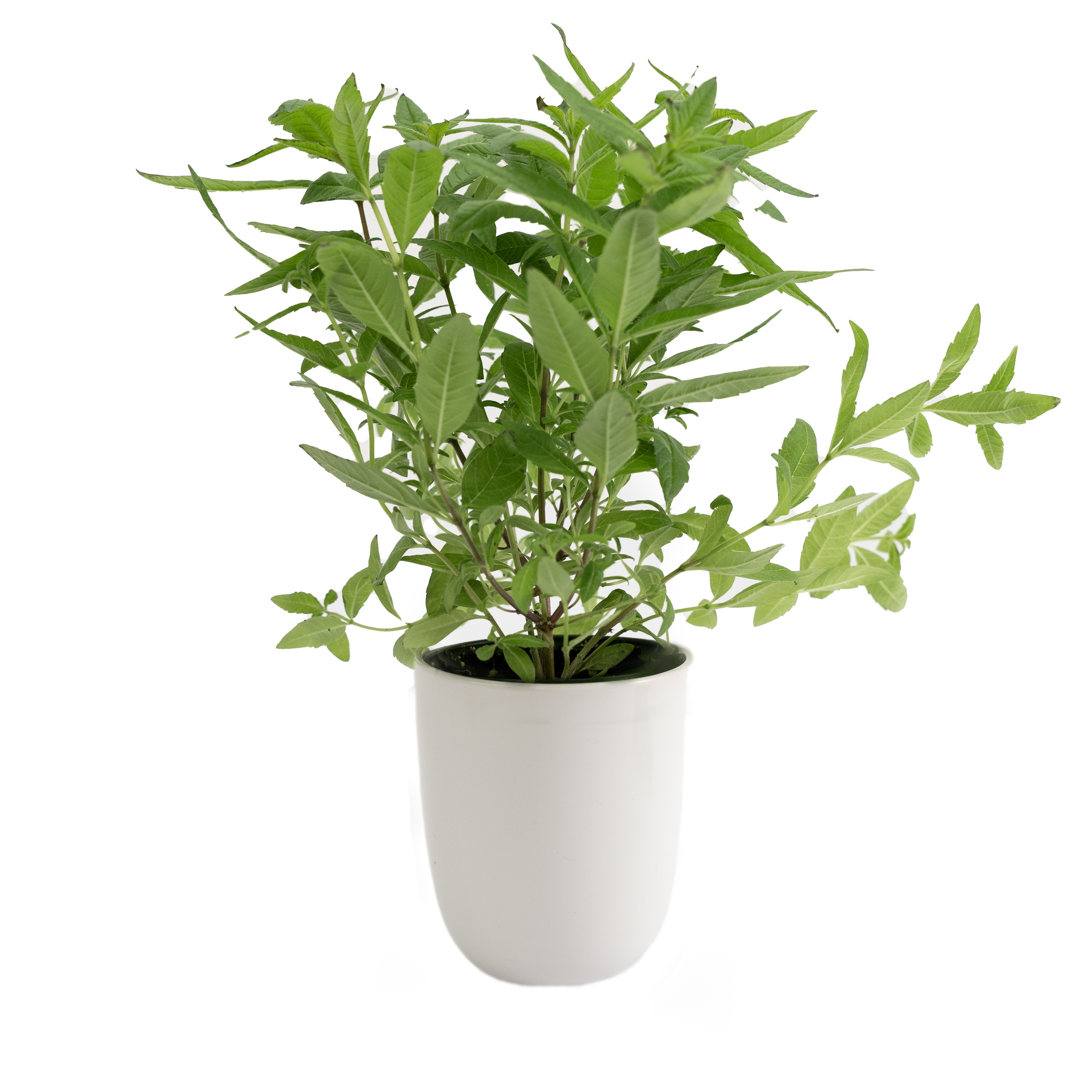 Citronverbena i Kruka