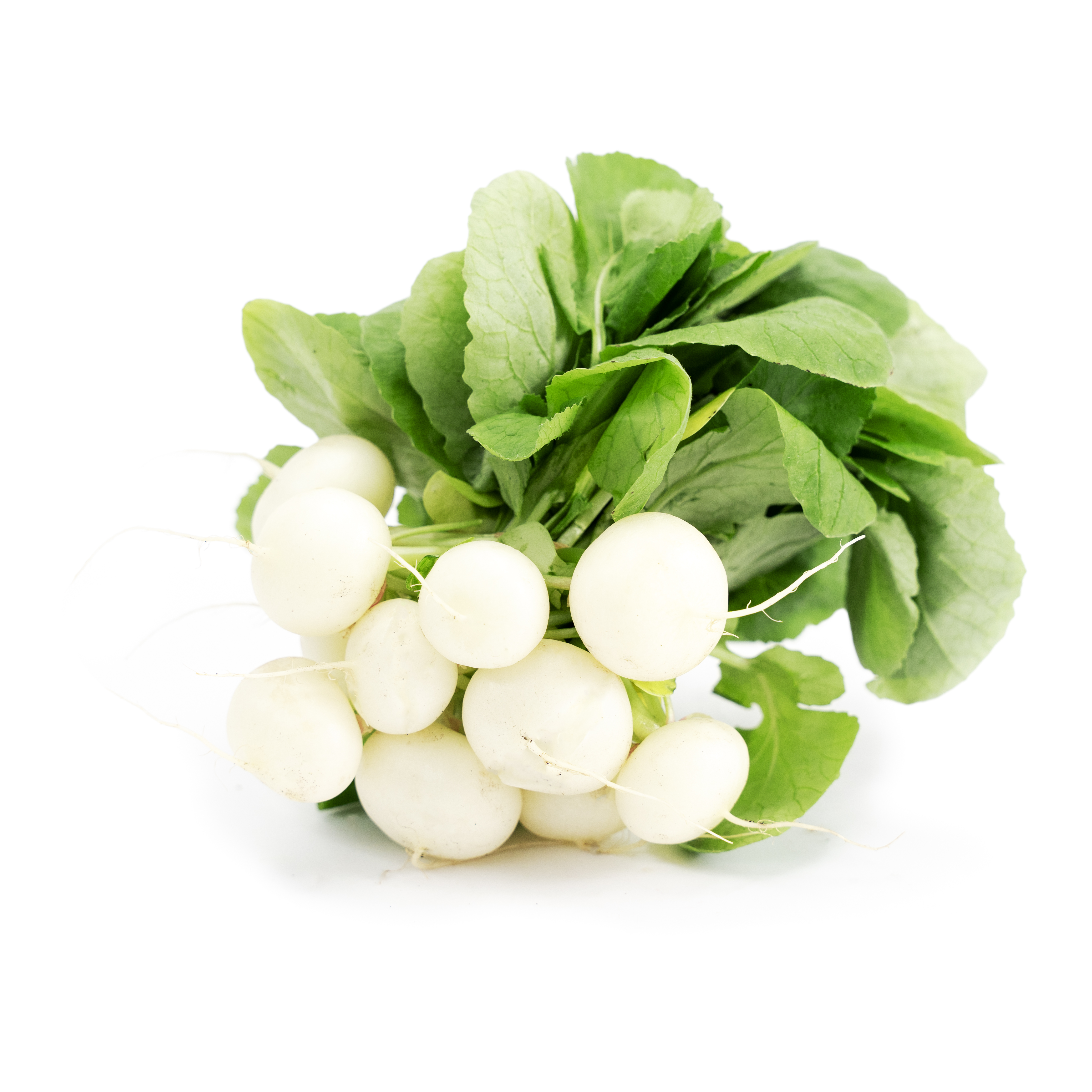 Rädisa Vit i Knippe