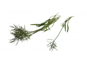 Fänkålsdill Brons Mimis