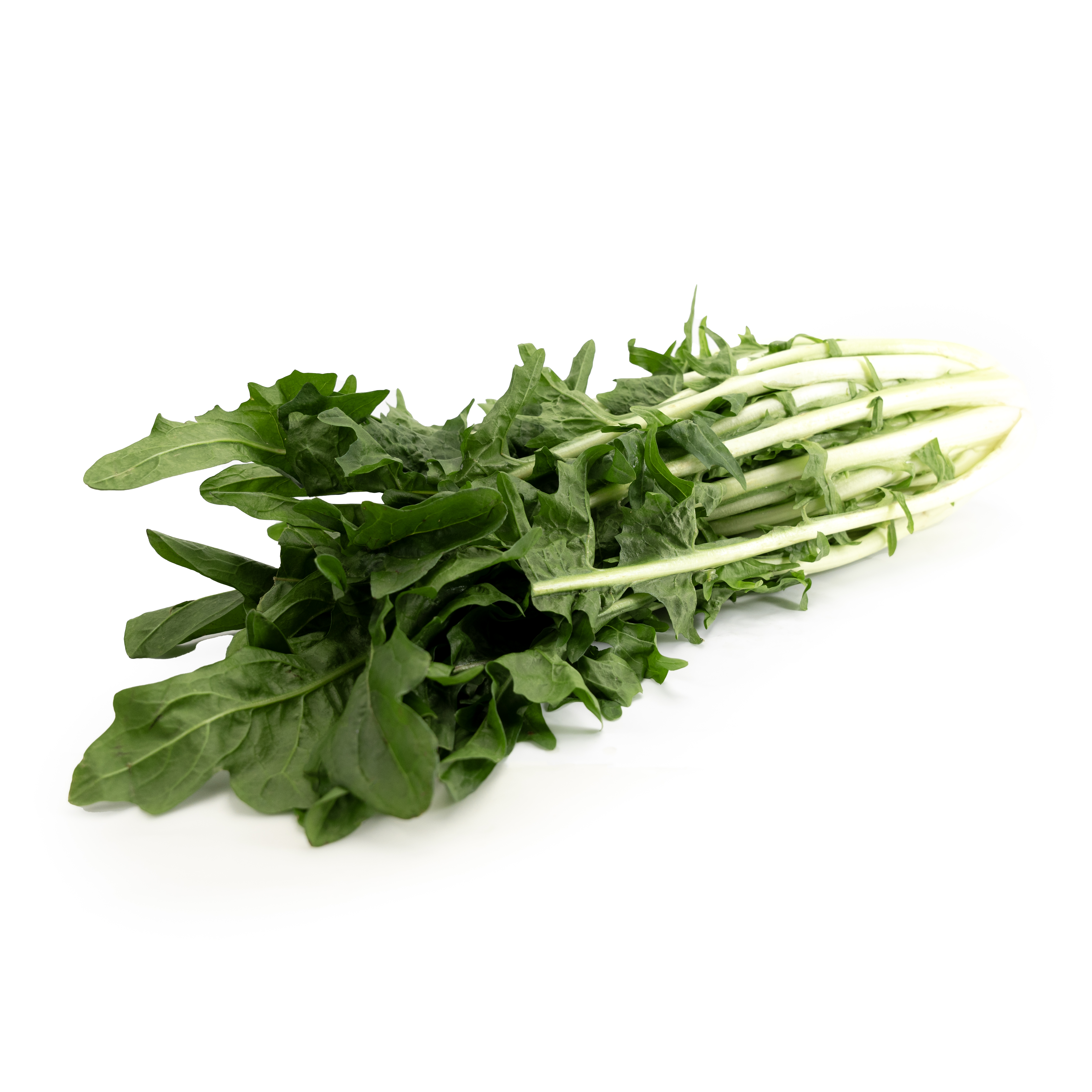 Sallad Puntarelle